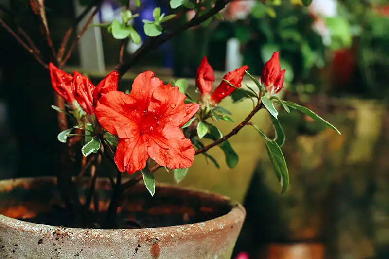 Una imagen horizontal de cerca de una flor roja brillante que crece en una maceta de terracota representada en un fondo de enfoque suave.