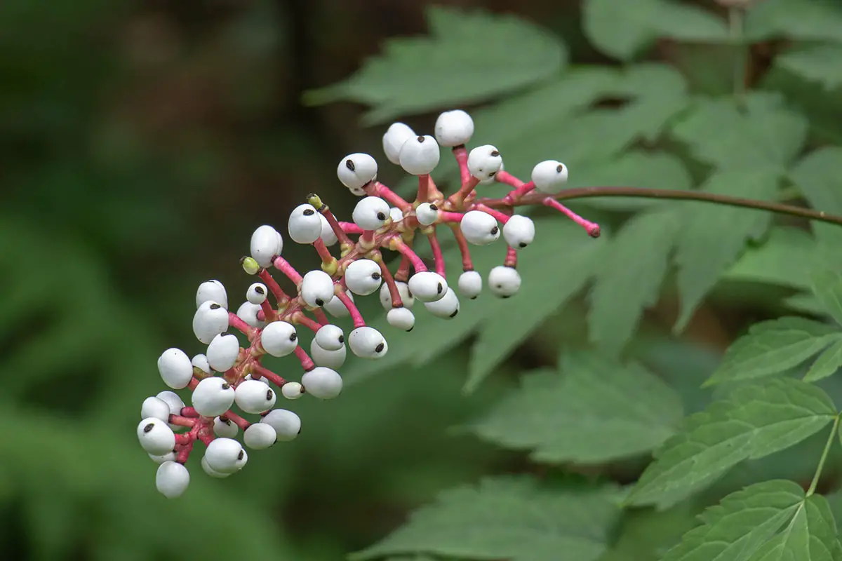 Una imagen horizontal de primer plano de las bayas de ojo de muñeca de baneberry blanco (Actaea pachypoda) que crecen en el jardín en la foto sobre un fondo de enfoque suave.