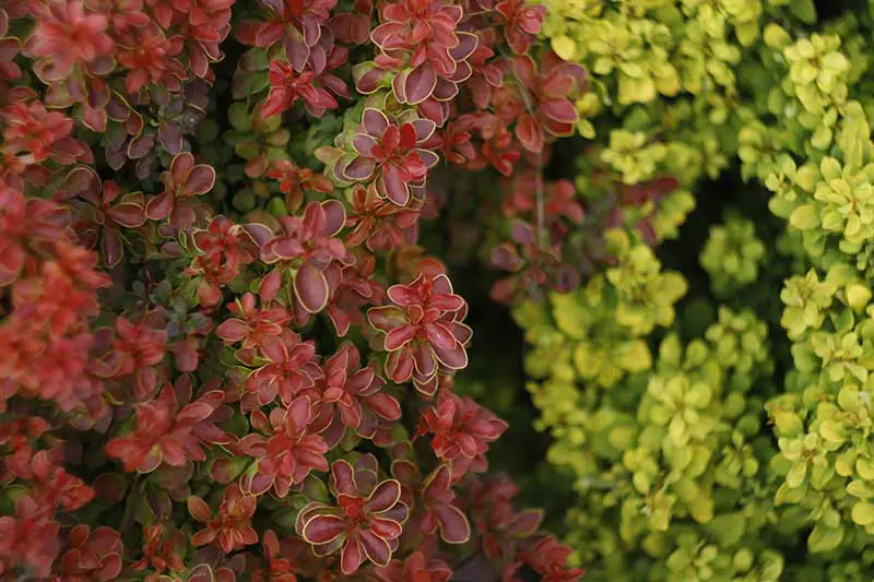 Una imagen horizontal de cerca de arbustos de agracejo de diferentes colores que crecen en el jardín.  El de la izquierda tiene follaje color burdeos y el de la derecha verde claro.