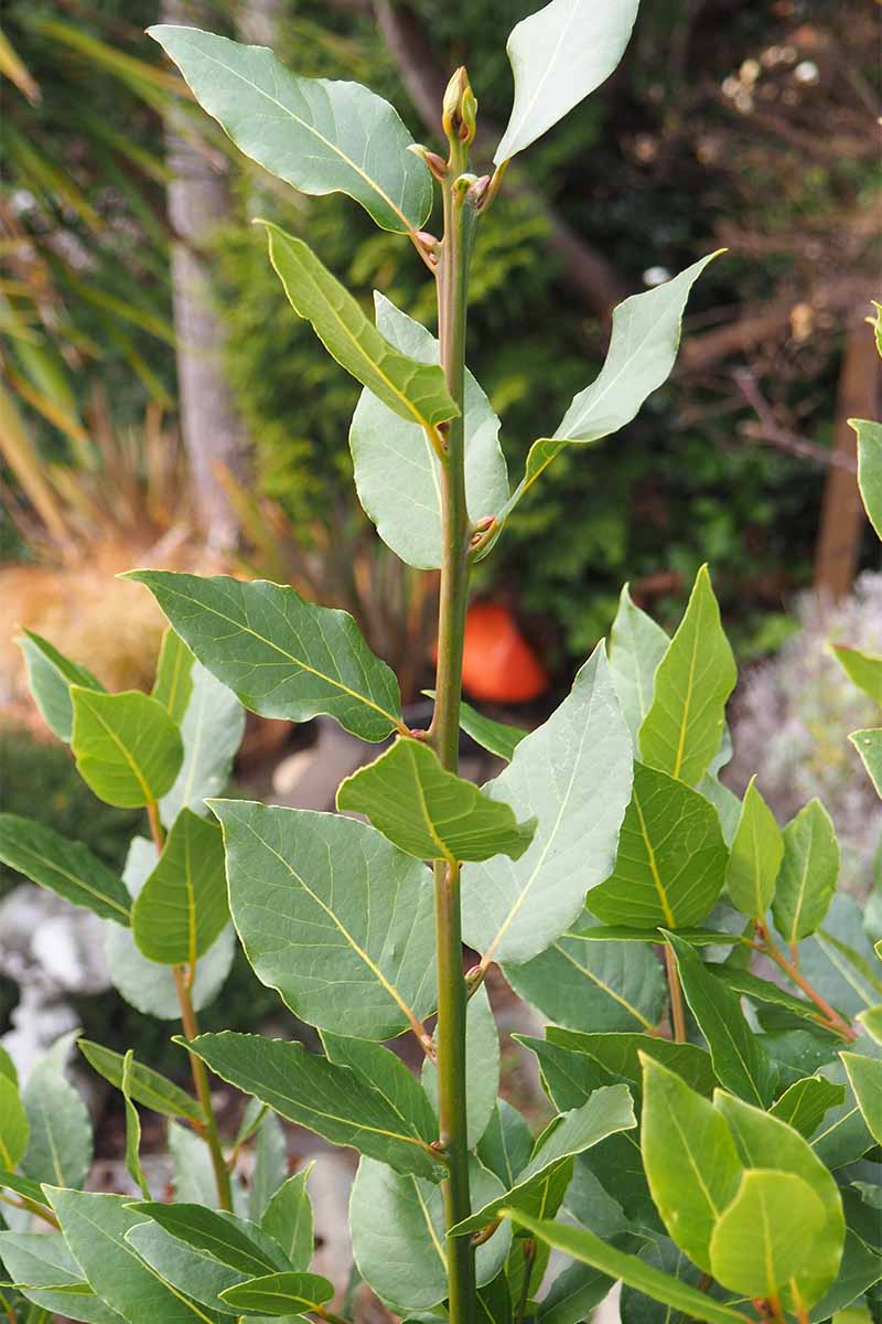 Un tallo alto y estrecho de hojas de laurel que crece en un arbusto.