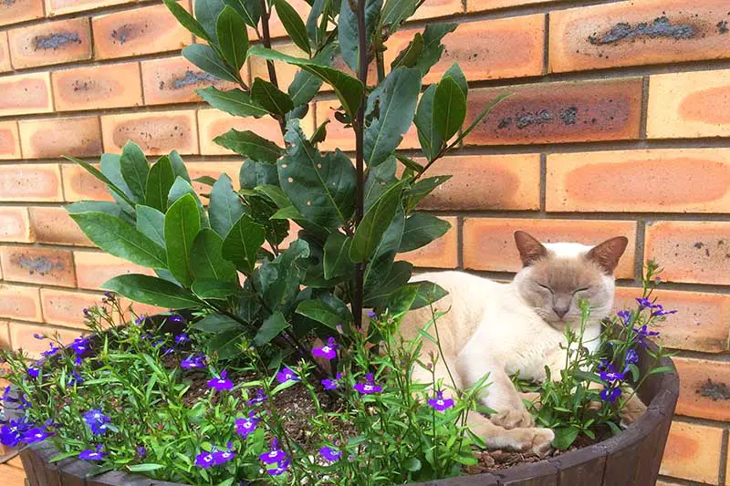 Un primer plano de un árbol de laurel de bahía que crece en un contenedor de barril de whisky, rodeado de pequeñas flores de color púrpura y un gato birmano lila sentado a su lado.  La olla está situada junto a una pared de ladrillos en el fondo.