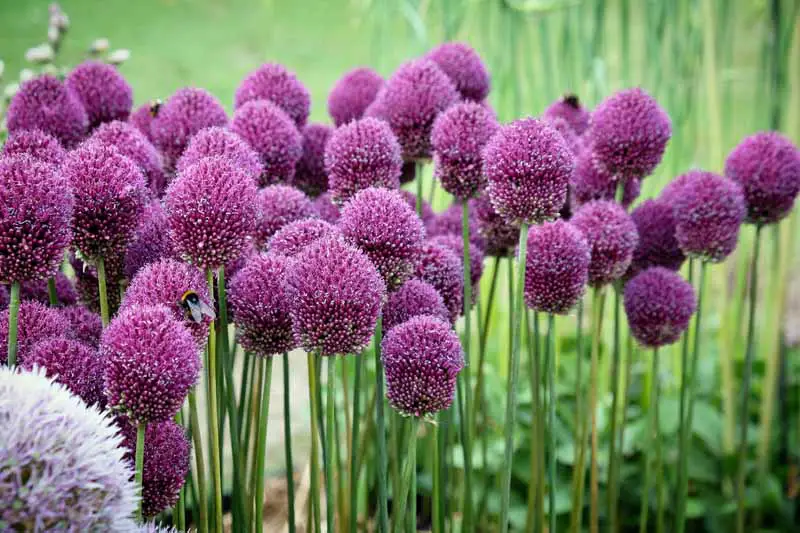 Allium sphaerocephalon crece en el jardín con flores de color púrpura sobre tallos verticales, representado en un fondo de enfoque suave.