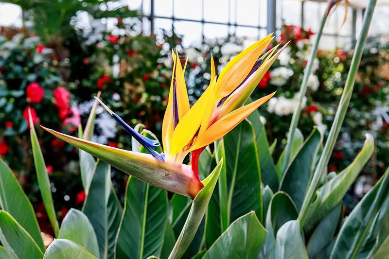 Una imagen horizontal de primer plano de una Strelizia reginae brillante que crece en un gran jardín interior.