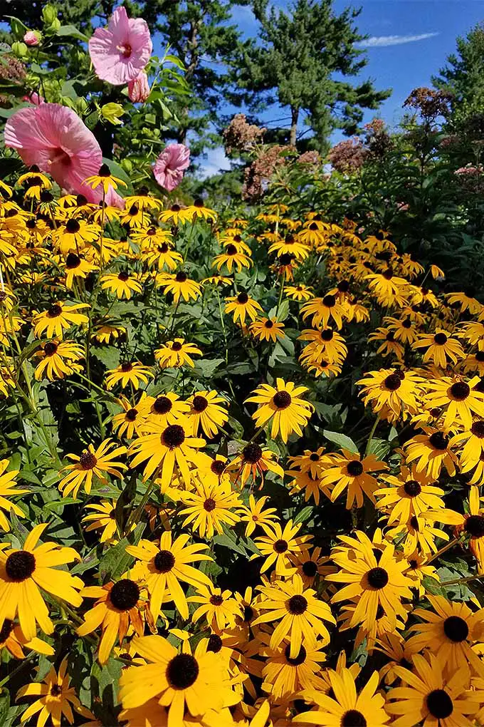 Una imagen vertical de un gran puesto de flores Susan de ojos negros que crecen en un jardín de verano fotografiado bajo un sol brillante.