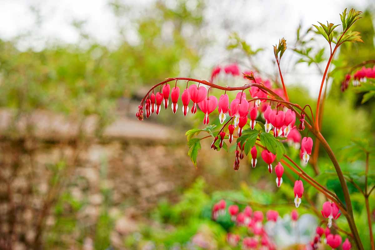 Una imagen horizontal de primer plano de flores de corazones sangrantes que crecen en el jardín en un fondo de enfoque suave.