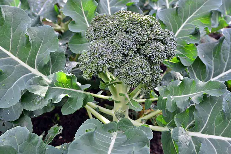 Una cabeza verde de brócoli maduro crece en el centro de la planta, con grandes hojas verdes que irradian desde un punto central.