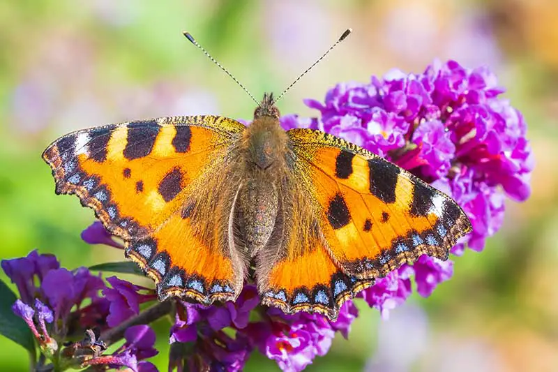 Una imagen horizontal de cerca de una mariposa alimentándose del néctar de una flor púrpura de Buddleia representada en un fondo de enfoque suave.