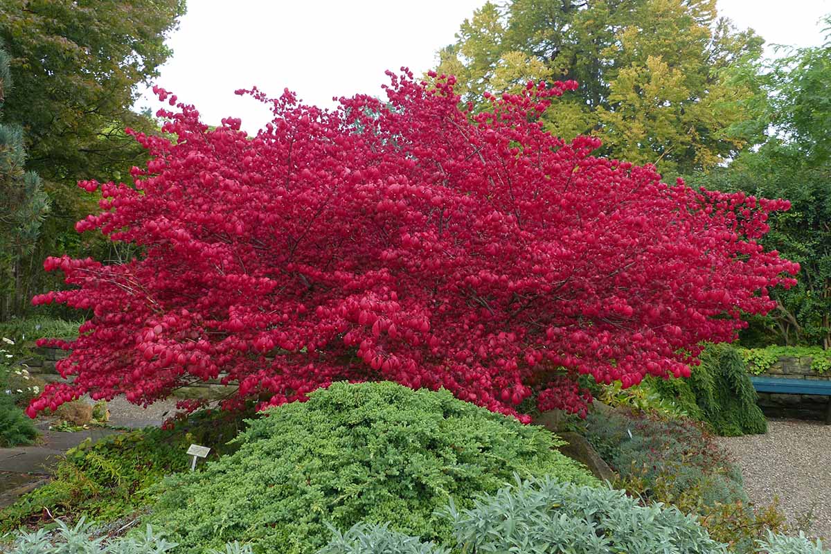 Una imagen horizontal del espectacular follaje rojo de una zarza ardiente que crece en un jardín formal.