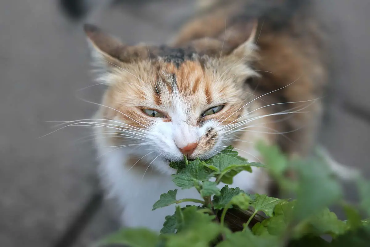Una imagen horizontal de primer plano de un curioso gato calico masticando una planta de Nepeta cataria representada en un fondo de enfoque suave.