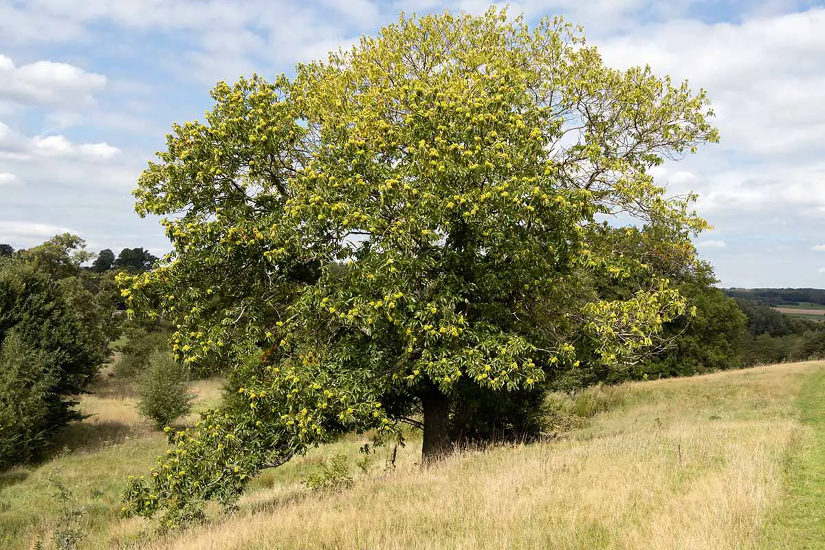 Una imagen horizontal de una gran Castanea sativa creciendo en un campo en verano.