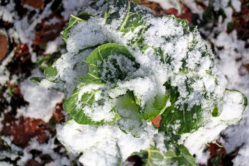 Una imagen horizontal de cerca de Brassica oleracea var.  acephala creciendo bajo una ligera capa de nieve, fotografiada con luz solar filtrada sobre un fondo de enfoque suave.