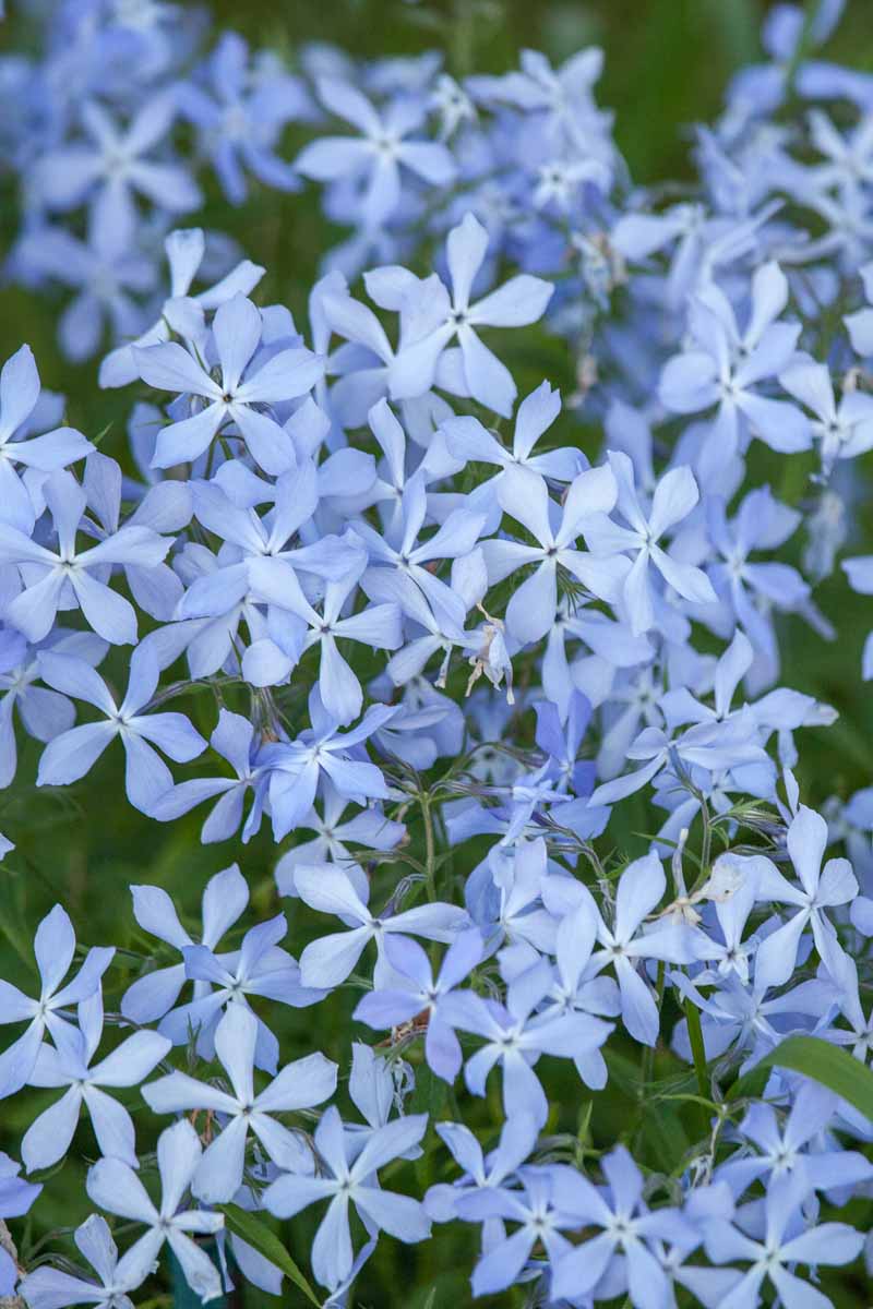 Imagen vertical de flores de phlox de cinco puntas de color azul pálido.