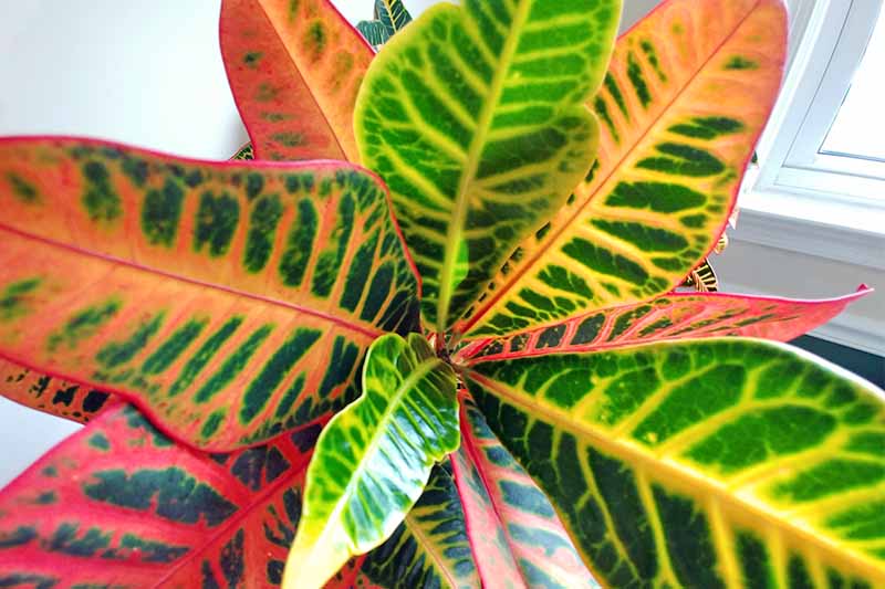 Primer plano de hojas alternas abigarradas de verde y amarillo, naranja y verde, o rojo y verde de una planta de croton, con una pared blanca y una ventana en el fondo.