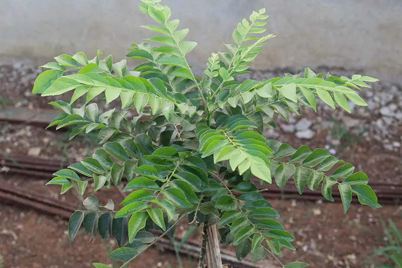 Una imagen horizontal de primer plano de un árbol de hojas de curry que crece en una maceta al aire libre.