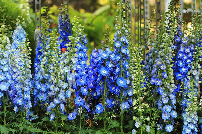 Un primer plano de una plantación masiva de espuelas de caballero en varios tonos de azul, con flores verticales, representadas en un fondo de enfoque suave.