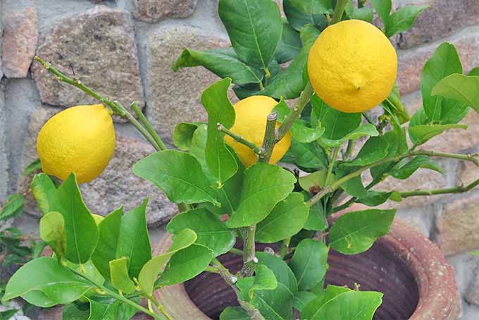 Primer plano de tres limones amarillos que crecen en ramas cortas con hojas verdes, que crecen en una gran maceta de terracota llena de suelo marrón, frente a una pared de piedra marrón.