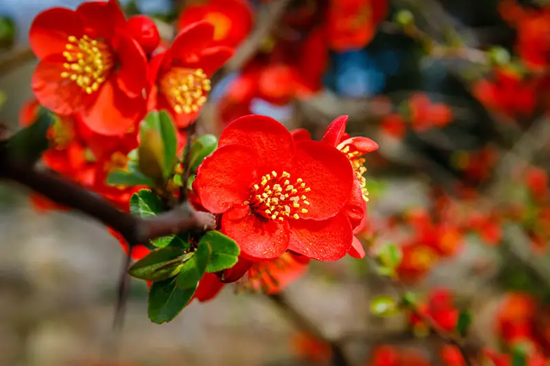 Una imagen horizontal de primer plano de flores Chaenomeles rojas brillantes que crecen en el jardín, fotografiadas con un sol brillante en un fondo de enfoque suave.