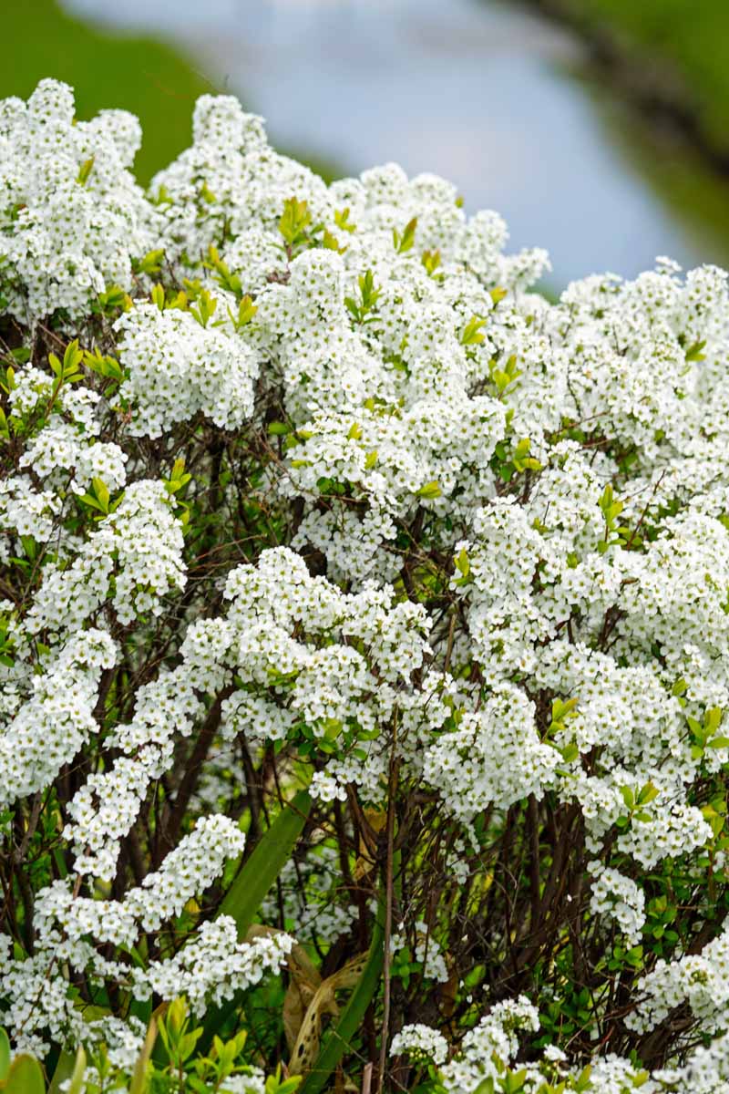 Una masa de diminutas flores blancas en un arbusto de spirea.