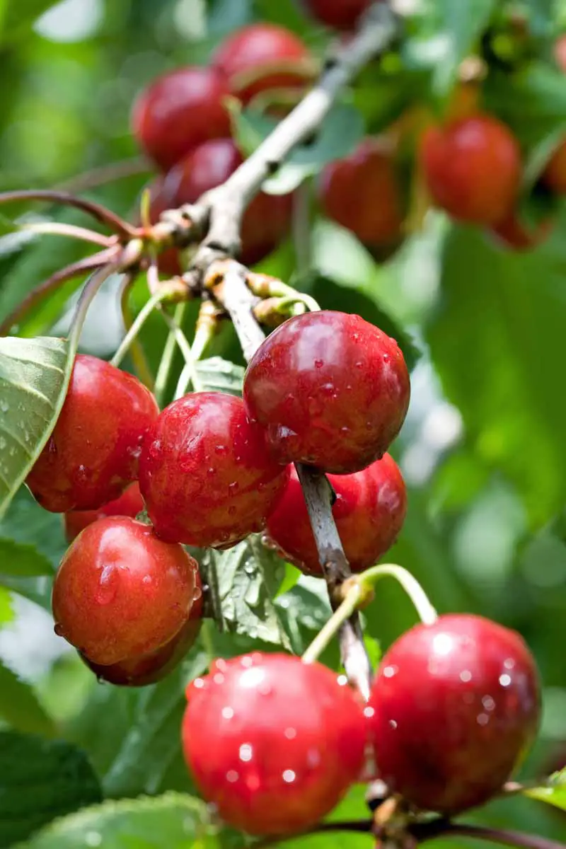 Cerca de cerezas frescas de color rojo oscuro que crecen en una rama.