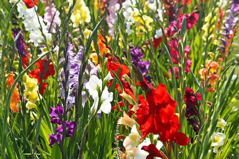 Una imagen horizontal de primer plano de flores de gladiolos brillantes que crecen bajo el sol brillante en el jardín.