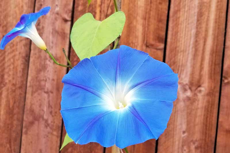 Un primer plano de una flor azul de la gloria de la mañana que crece en una valla de madera.