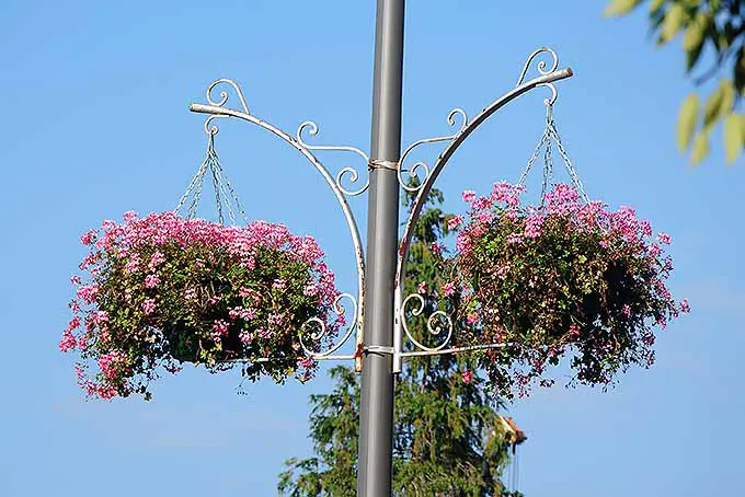 Dos macetas de geranios de hojas de hiedra cuelgan del costado de un poste gris de la calle.  Las plantas tienen flores rosadas, que contrastan con el cielo azul brillante.