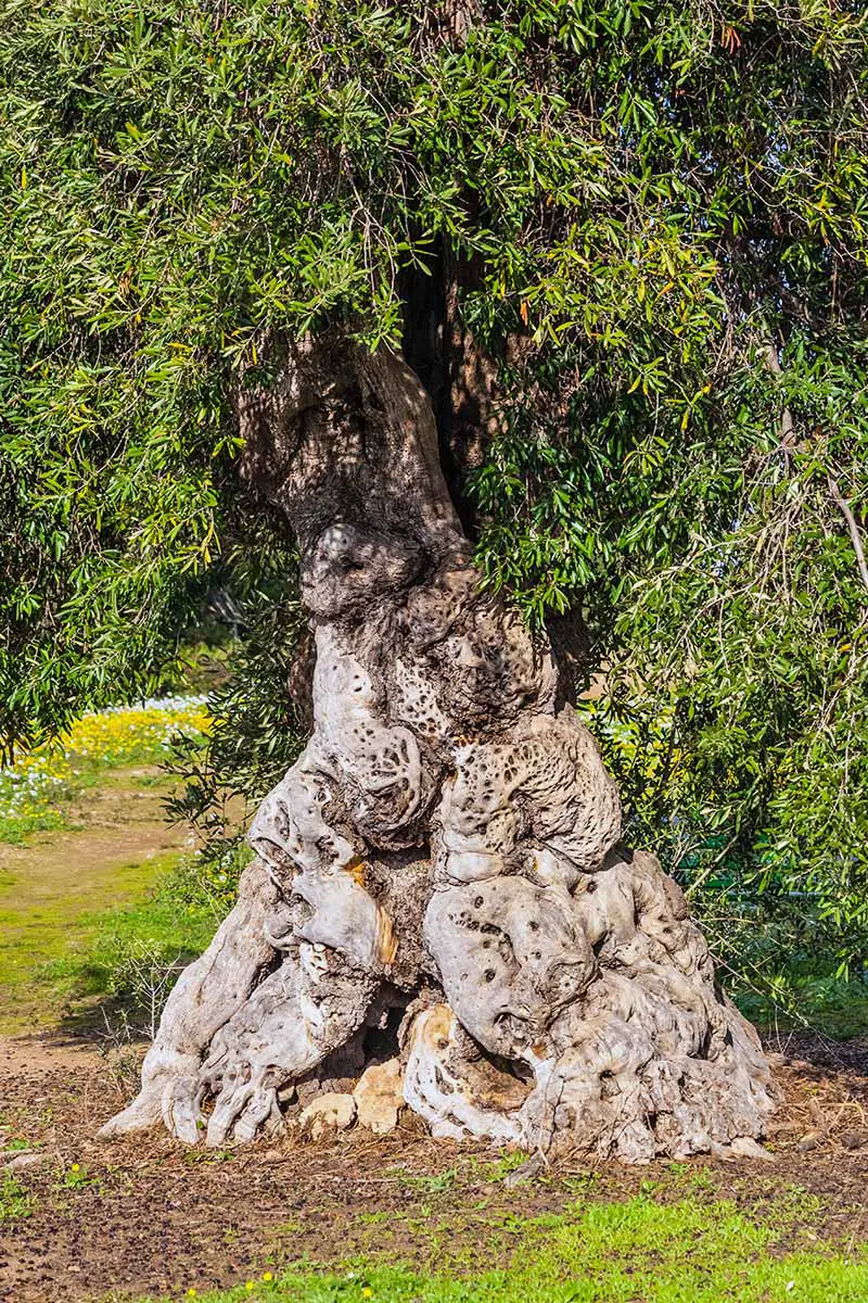 Un olivo viejo con un tronco nudoso que es muy ancho en la base y se estrecha hacia la parte superior, con follaje verde, que crece en un césped verde irregular.