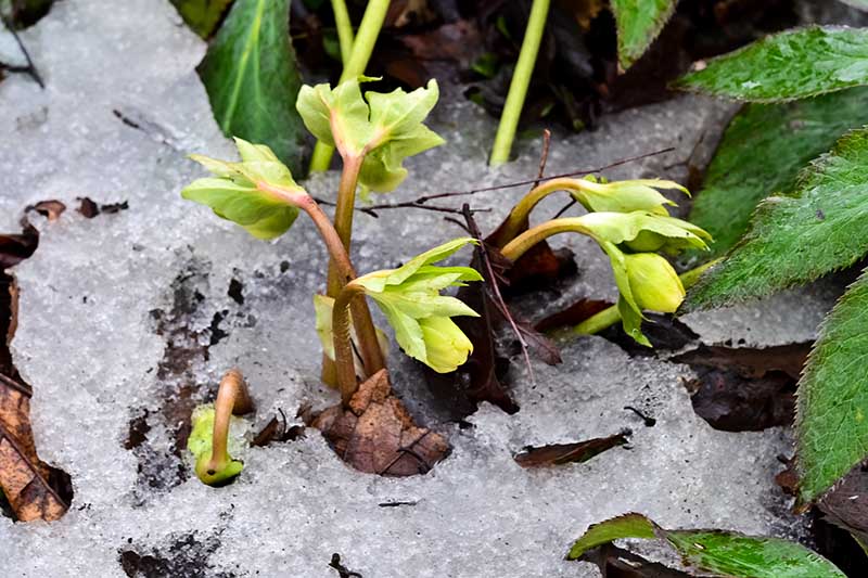 Una imagen horizontal de cerca de una plántula que crece a través del suelo nevado en el jardín de invierno tardío.