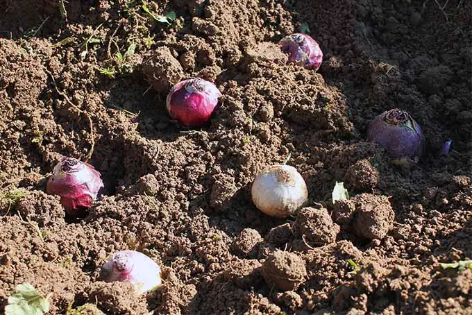 Bulbos de jacinto morados y blancos que descansan sobre suelo marrón labrado, de apariencia similar a las cebollas.