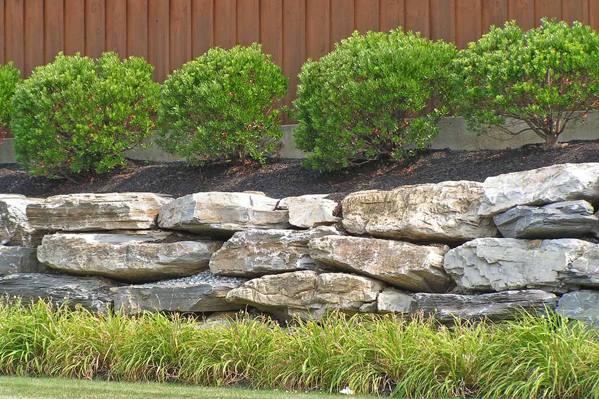 Una imagen horizontal de cerca de acebo de bayas de tinta, Ilex glabra que crece en el jardín con bayas de color púrpura oscuro que contrastan con las hojas de color verde claro, representadas a la luz del sol en un fondo de enfoque suave.
