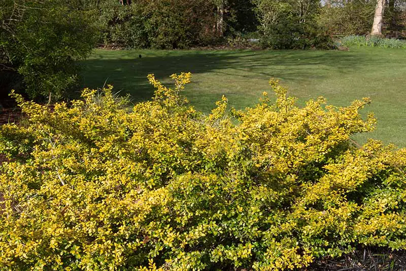 Una imagen horizontal de cerca de Ilex crenata 'Golden Gem' El acebo japonés crece en el jardín con flores de color amarillo brillante.