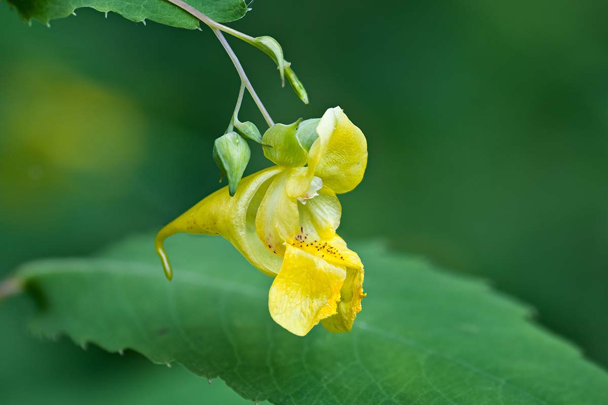 Una imagen horizontal de primer plano de una flor silvestre amarilla que crece en el jardín representada en un fondo de enfoque suave.
