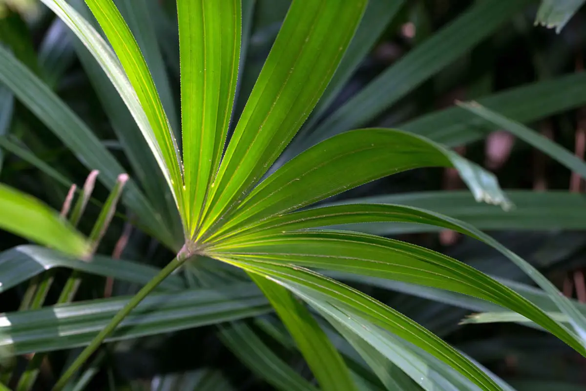 Una imagen horizontal de primer plano del follaje de una palmera dama (Rhapis excelsa) que crece en una maceta.