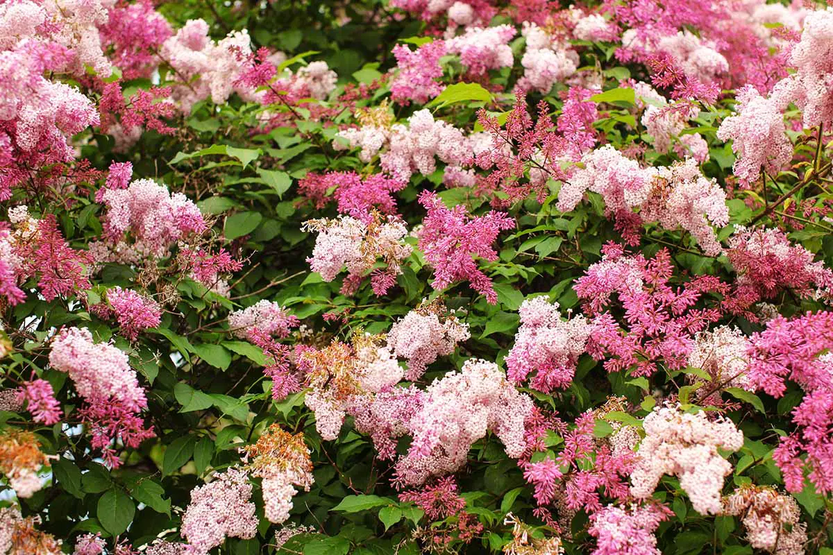 Una imagen horizontal de cerca de la lila coreana enana (Syringa meyeri) con flores rosas que crecen en el jardín.