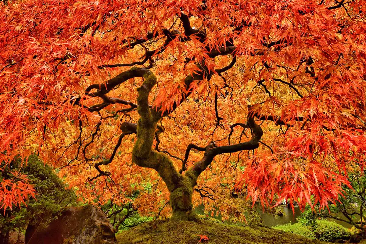 Una imagen horizontal de primer plano del espectacular follaje otoñal de un arce japonés que crece en un jardín formal.