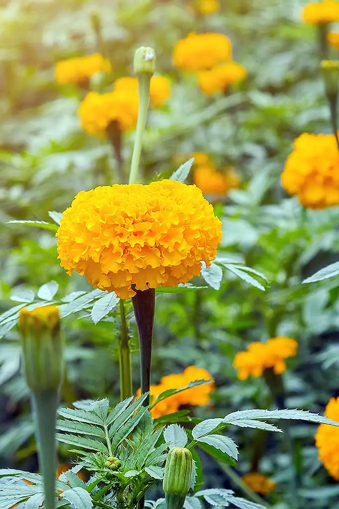 ¿Quiere agregar vibrantes caléndulas anaranjadas y amarillas a su jardín?  Compartimos nuestros consejos de plantación: 