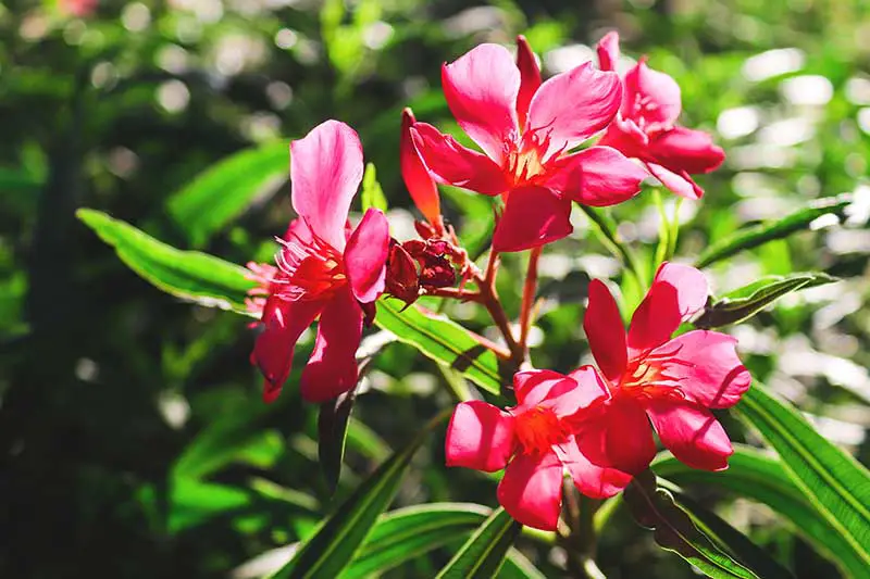 Una imagen horizontal de primer plano de flores rojas brillantes de Nerium oleander que crecen en el jardín representadas bajo el sol brillante sobre un fondo de enfoque suave.