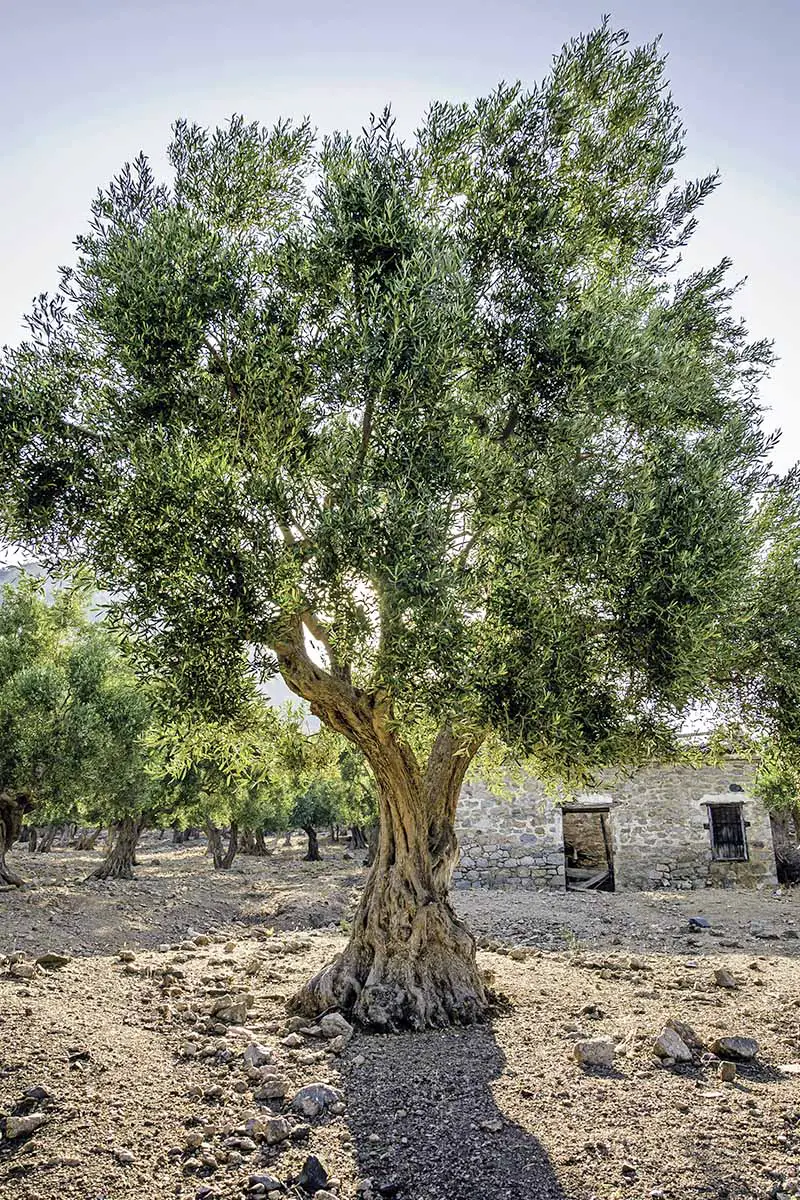 Imagen vertical de un olivo que crece en suelo marrón claro, con un camino al fondo.