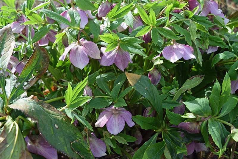 Una imagen horizontal de primer plano de flores violetas de eléboro que crecen en el jardín de primavera rodeadas de follaje verde brillante.
