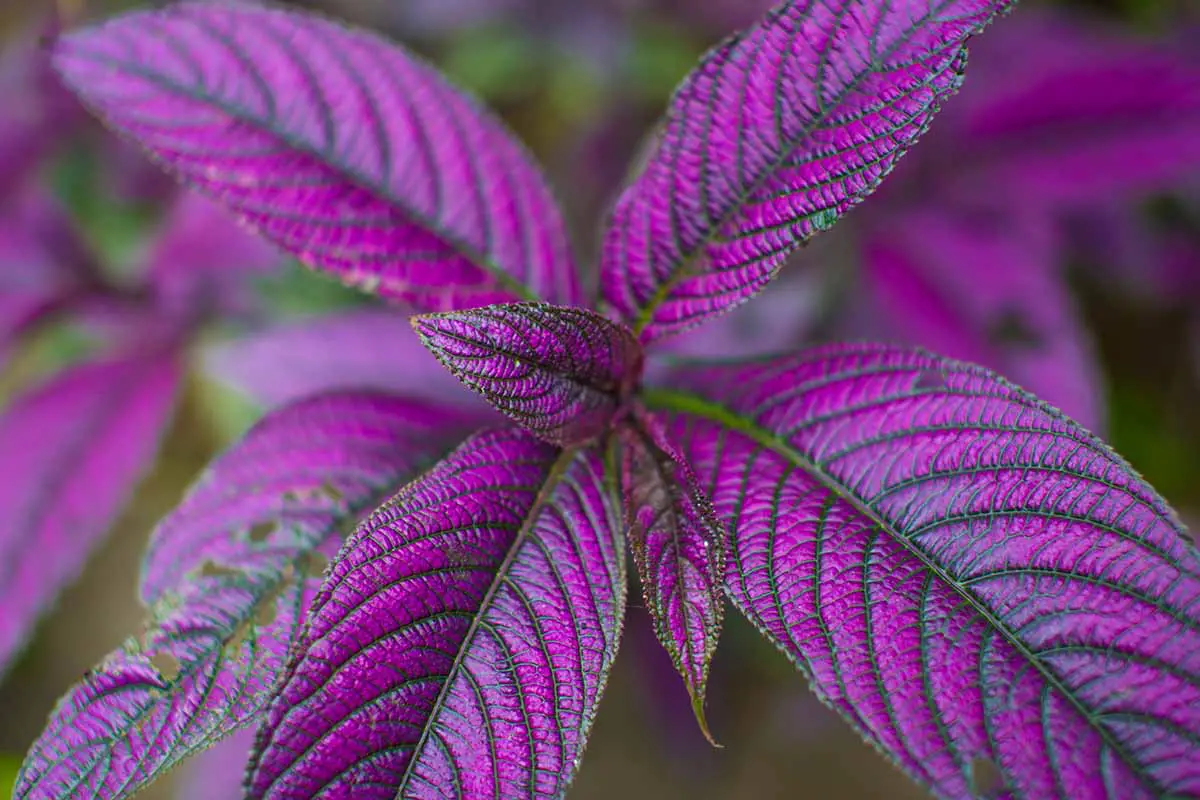 Una imagen horizontal de cerca del vibrante follaje púrpura de la planta de escudo persa representada en un fondo de enfoque suave.