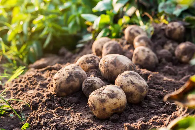 Patatas orgánicas frescas desenterradas en un huerto de jardín trasero sentado en un suelo de jardín rico y oscuro.