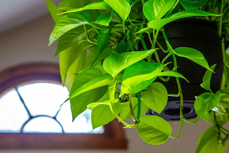 Una imagen horizontal de primer plano de una planta pothos que crece en un recipiente colgante, con sus hojas desbordándose por el borde, en el pasillo de una residencia.