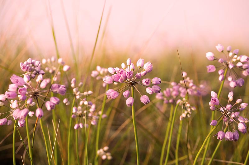 Una imagen horizontal de primer plano de las flores de cebolla rosada de la pradera que florecen en la pradera de flores silvestres representada en un fondo de enfoque suave.