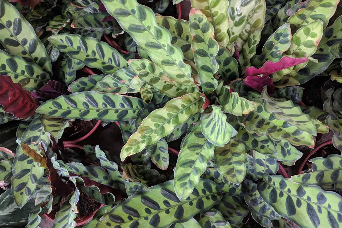 Una imagen horizontal de cerca de plantas de serpientes de cascabel (Goeppertia insignis) que crecen en macetas en un vivero de plantas.