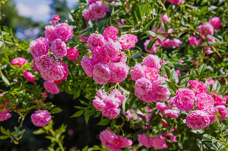 Una imagen horizontal de cerca de rosas rosadas brillantes que crecen en el jardín fotografiadas bajo el sol brillante sobre un fondo de enfoque suave.