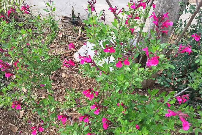 Flores de S. gregii de color rosa oscuro con flores escasas en una planta con hojas verdes, que crecen en el jardín en un suelo marrón cubierto de mantillo a lo largo de una pared de estuco beige.