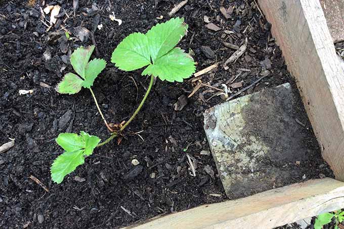 Una planta de fresa joven con tres juegos de hojas verdes está creciendo en una cama de jardín elevada con estructura de madera, en un suelo marrón oscuro cubierto con mantillo de madera astillada.