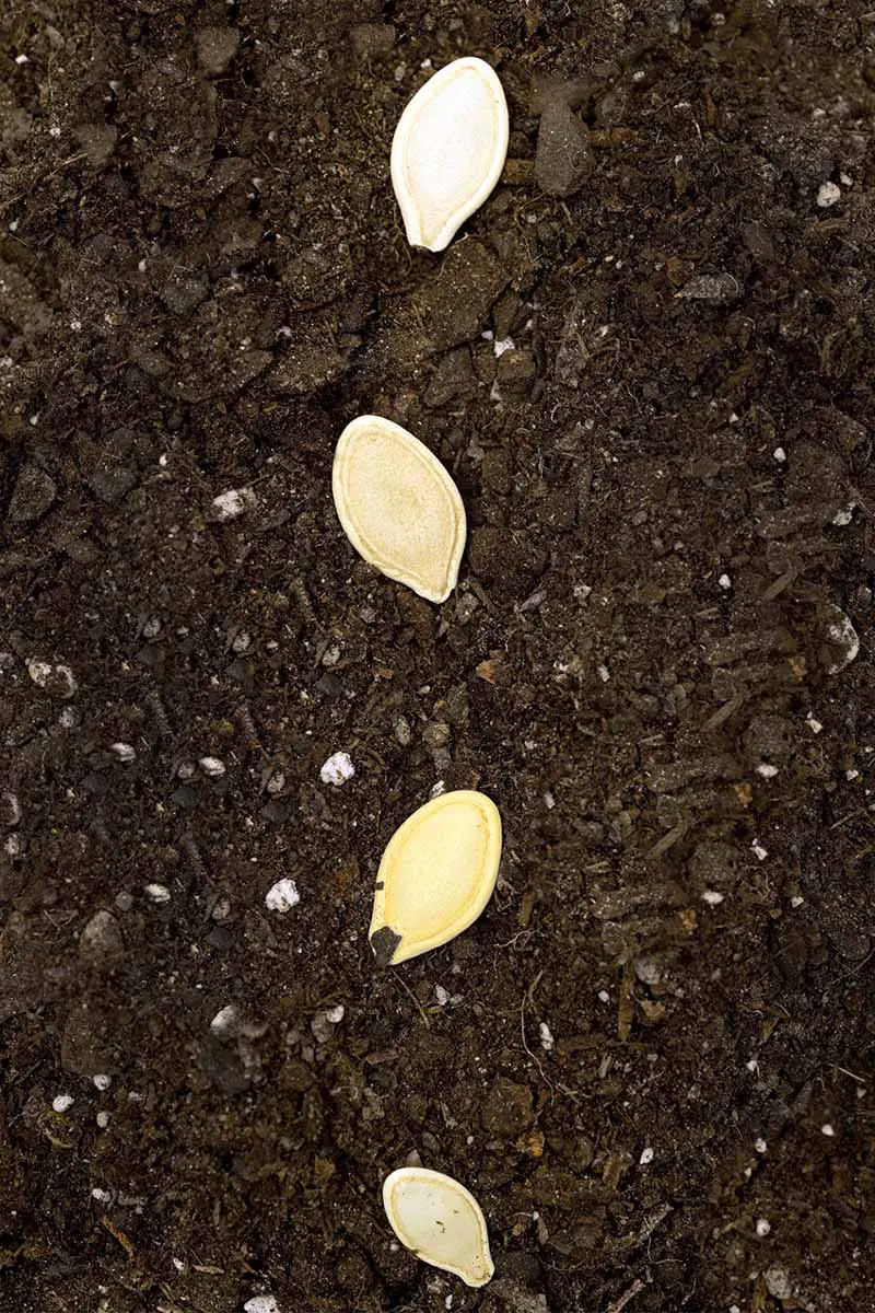 Una fila vertical de cuatro semillas de calabaza beige encima de tierra para macetas de color marrón oscuro.
