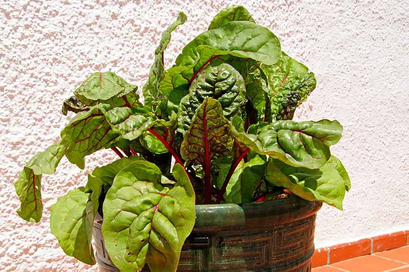 Una imagen horizontal de primer plano de una planta de acelgas con tallos rojos y hojas de color verde oscuro que crecen en un recipiente de cerámica, fotografiada bajo el sol brillante con una pared blanca en el fondo.