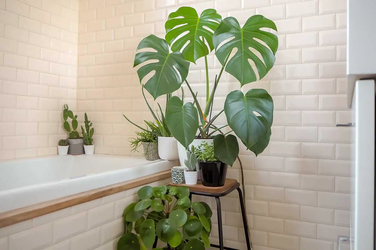 Una imagen horizontal de cerca de una gran planta de monstera que crece en una maceta en un baño con baldosas de metro y otras plantas de interior en el fondo.